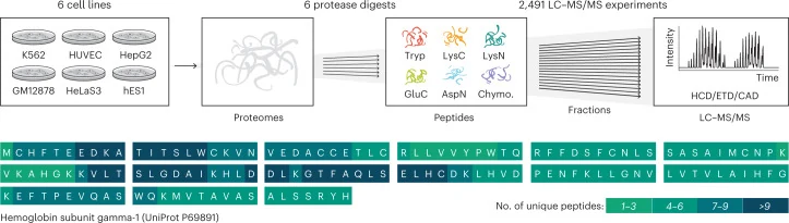 Figure 1 of the paper. Six human cell lines are digested with six proteases, fractionated and measured in 2,491 LC-MS/MS experiments. Below, the unique peptides detected for hemoglobin subunit gamma-1 are laid along its sequence, shaded by how many were found.