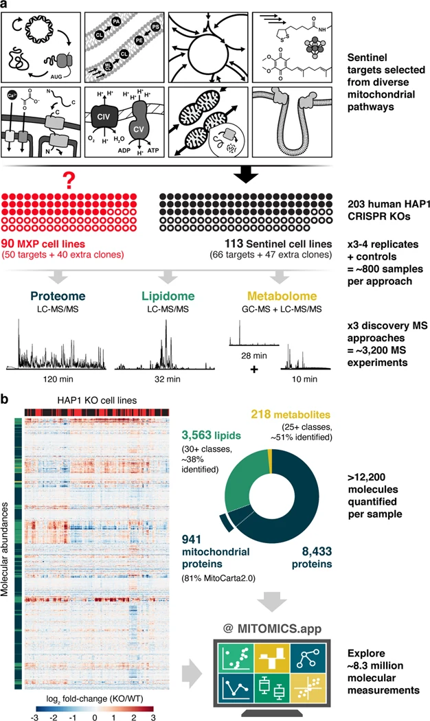 Figure 1 of the paper. Sentinel targets chosen from mitochondrial pathways; 203 human HAP1 CRISPR knockout cell lines; proteome, lipidome and metabolome measurements; a heat map of molecular fold changes; counts of proteins, lipids and metabolites; and the MITOMICS.app website for exploring the data.