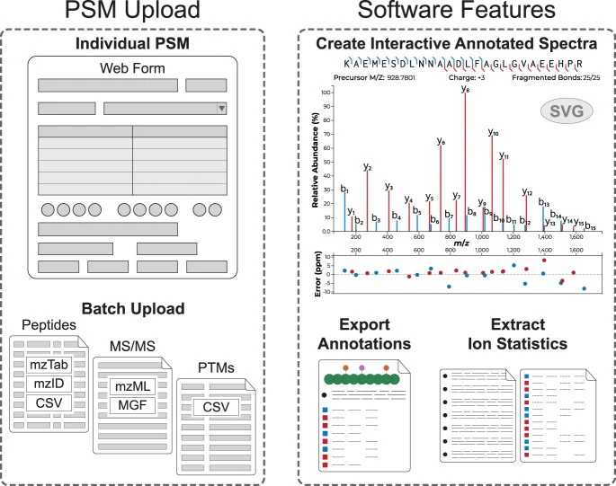Graphical abstract. Peptide-spectrum matches go in through a web form or as batch files (mzTab, mzID, CSV, MS/MS and modification files). The software draws an interactive annotated spectrum with labelled b and y ions and a mass-error plot, and exports the annotations and ion statistics.