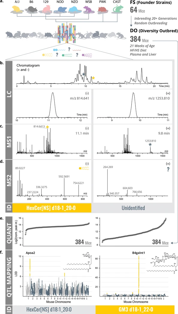 Figure 1 of the paper. Lipids measured in diversity outbred mice, which descend from eight founder strains: chromatograms and MS1 and MS2 spectra identify a lipid, its levels across 384 mice are quantified, and QTL mapping links it to a gene locus, shown for a hexosylceramide at Apoa2 and a GM3 ganglioside at B4galnt1.
