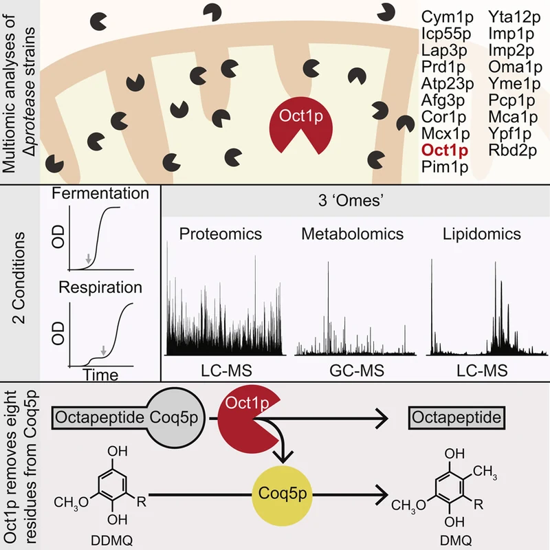 Graphical abstract. Yeast strains each lacking one mitochondrial protease are grown in fermentation and respiration and measured by proteomics, metabolomics and lipidomics. The data point to the protease Oct1p, which removes an eight-residue piece from Coq5p, a step in making coenzyme Q.