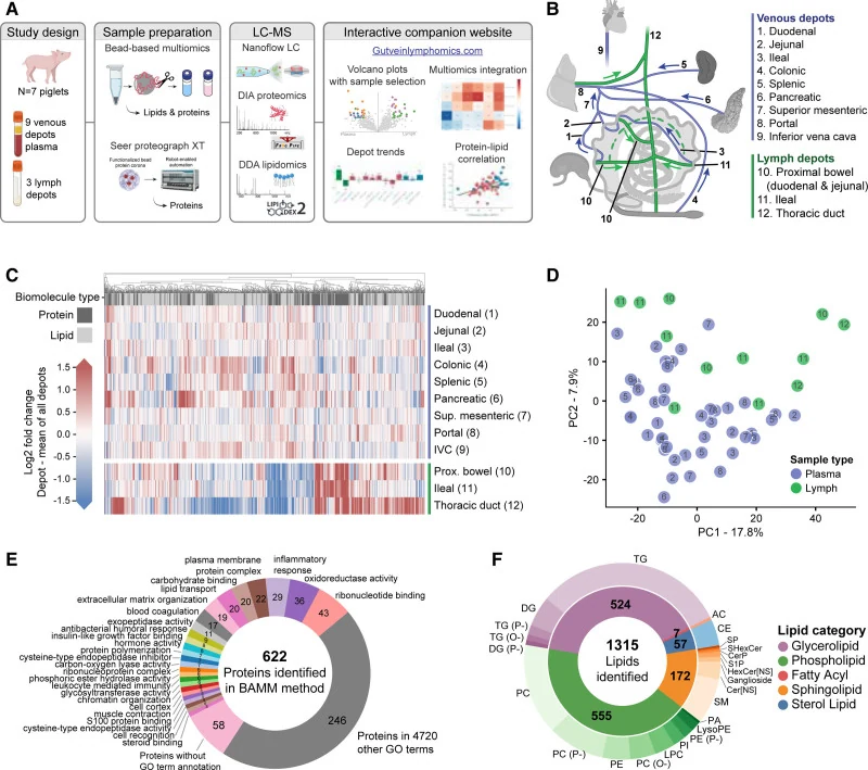 Figure 1 of the paper. Study design with piglet venous and lymph depots, sample preparation, mass spectrometry methods and the companion website; an anatomical diagram of the sampled veins and lymph vessels; a heat map and a principal component plot separating plasma from lymph; and charts of the 622 proteins and 1,315 lipids identified.