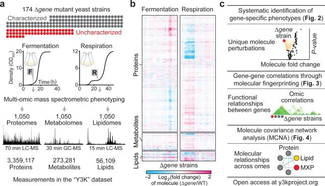 Figure 1 of the paper. 174 yeast strains each lacking one gene, grown in fermentation and respiration and measured by proteomics, metabolomics and lipidomics (1,050 of each); a heat map of fold changes; and the analyses that follow: gene-specific phenotypes, gene-gene correlations and molecule covariance networks.